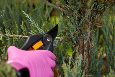 Bahçede çalışmak için. Bahçedeki bitkileri biçmek, bahçe kesicileri. Bahçıvan yeşil çitin tasarımını yapar. Budama bitkileri.