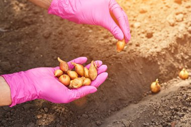 Toprağa elle soğan ekme. Bahar bahçıvanlığı. Toprakta bahçe aletleri ve fidanlar var. Bahçeye bahar geldi. Yakın plan. Bahçedeki soğan çiftliği.
