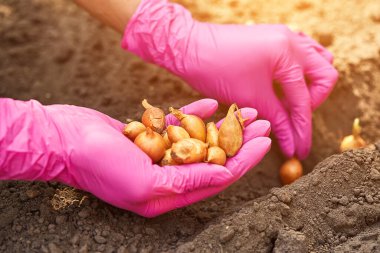 Toprağa elle soğan ekme. Bahar bahçıvanlığı. Toprakta bahçe aletleri ve fidanlar var. Bahçeye bahar geldi. Yakın plan. Bahçedeki soğan çiftliği.