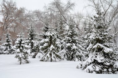 Kış Sibirya orman, Omsk bölge 
