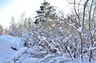 Kış Sibirya orman, Omsk bölge 
