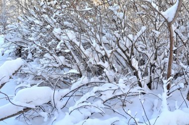 Kış Sibirya orman, Omsk bölge 