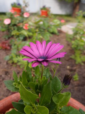 Osteospermum ecklonis bahçede                      