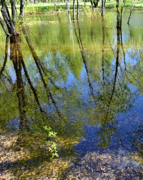 Отражательный пруд в лесу — стоковое фото