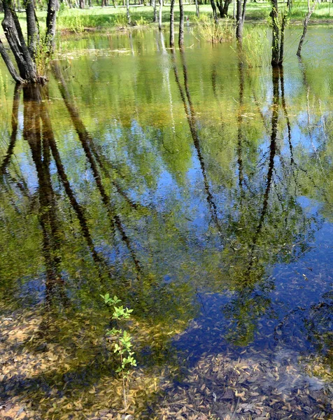 Reflexionsteich im Wald — Stockfoto