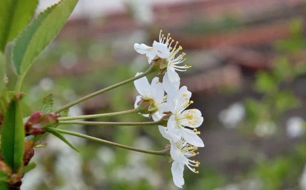 Obrázek o třešňový květ detail na pozadí zelené listy, — Stock fotografie