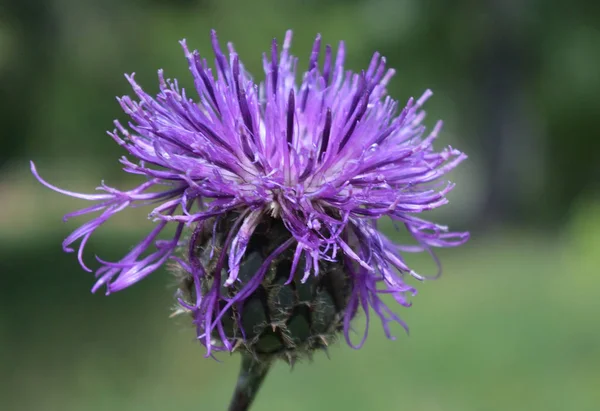 Champ de bardane fleur — Photo