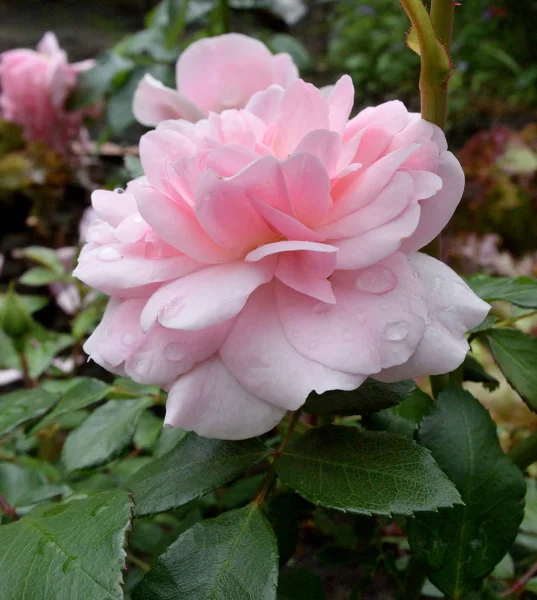 Rose after rain — Stock Photo, Image