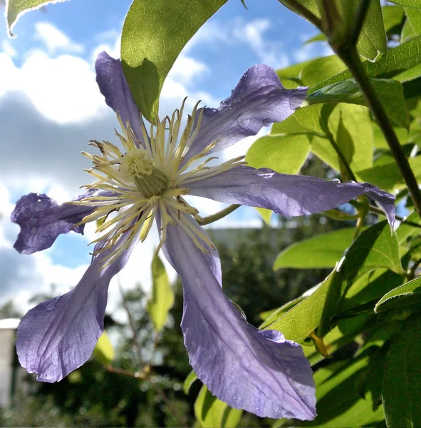 Clematis flor com pétalas lilás — Fotografia de Stock