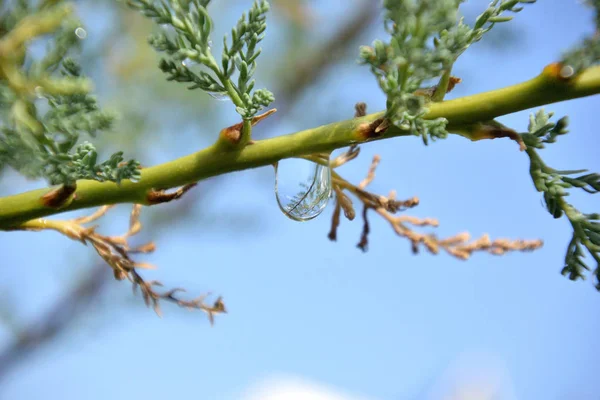 La pluie tombe sur les branches des arbres — Photo