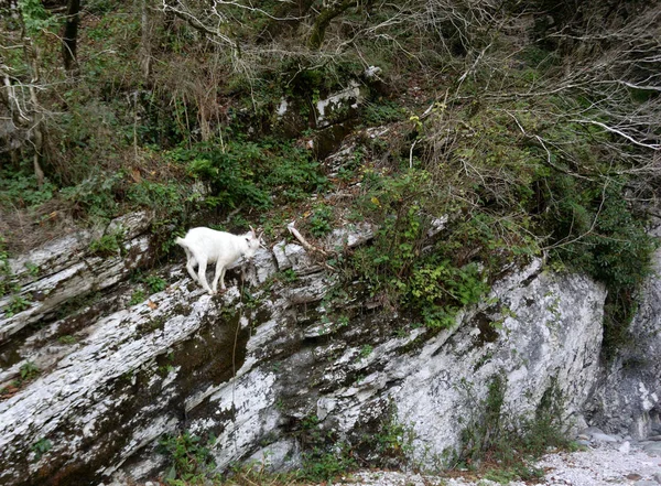 Le capre pascolano sul fiume Mzymta — Foto Stock