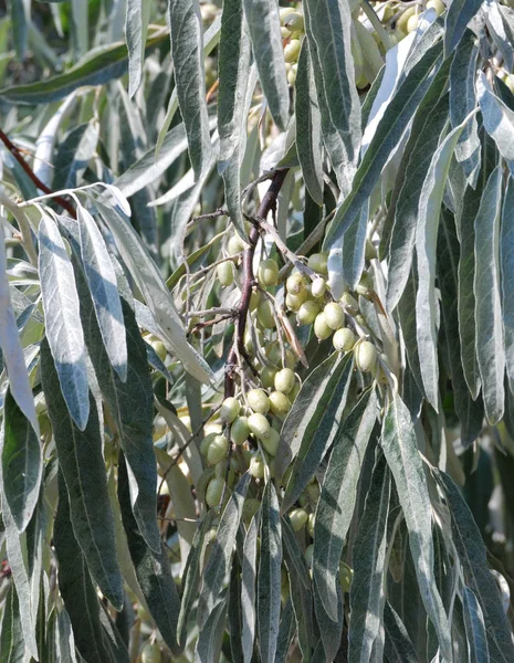 Il frutto dell'Albero di Loch angustifolia — Foto Stock