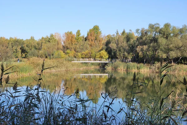 Ősszel a szibériai erdő — Stock Fotó