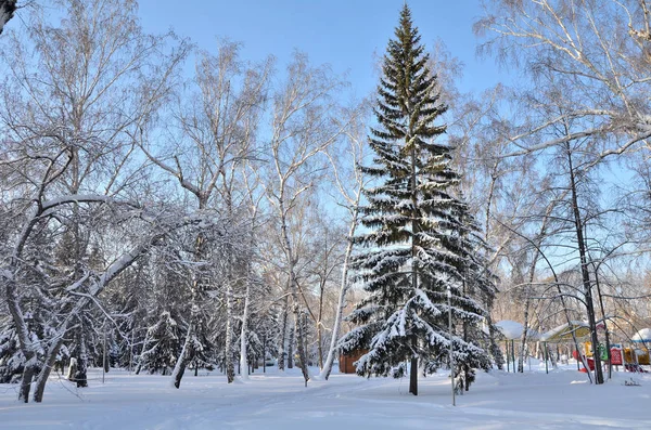 Invierno Bosque siberiano, región de Omsk — Foto de Stock