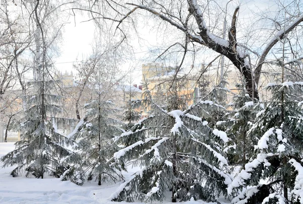 Invierno parque de la ciudad de Siberia, región de Omsk —  Fotos de Stock