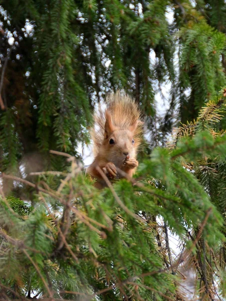 Écureuil dans la forêt sibérienne — Photo