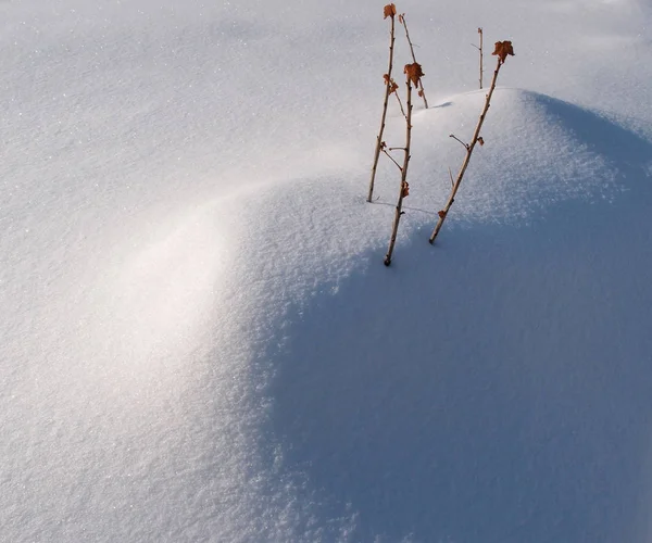 Winter Siberian city park in snowdrifts — Stock Photo, Image