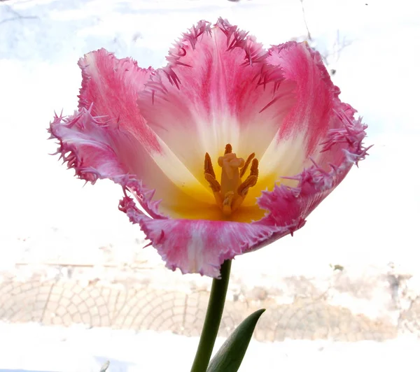 Tulipa Flores, Omsk região, Sibéria, Rússia — Fotografia de Stock