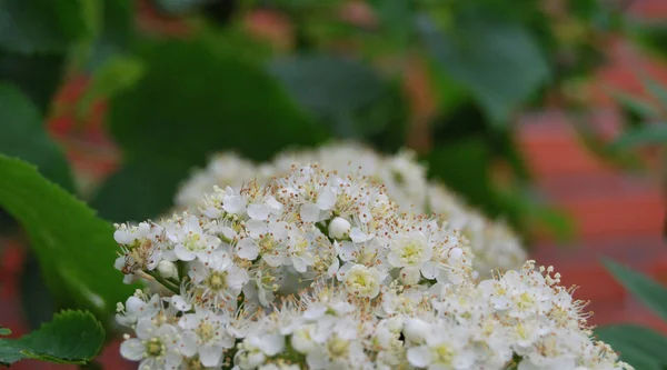 Vogelbeerenblüte — Stockfoto