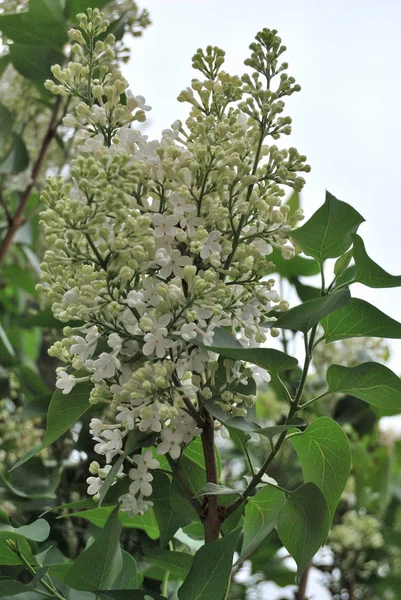 Witte Lila bloem — Stockfoto