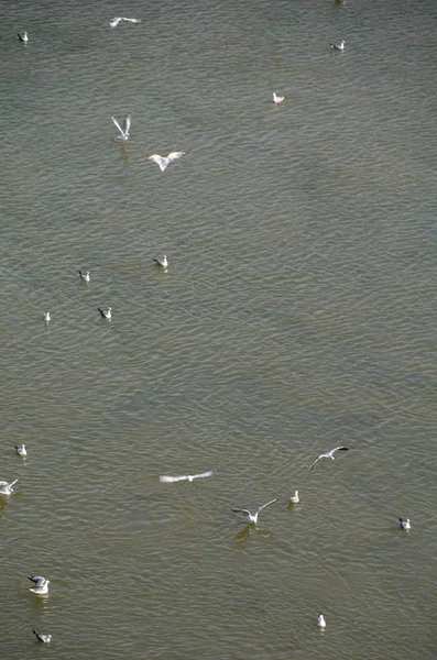 Colony of seagulls on the Irtysh River — Stock Photo, Image