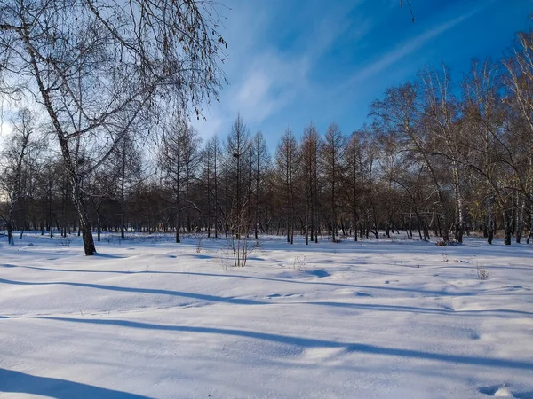Uitzicht op het winterpark van Omsk stad. — Stockfoto