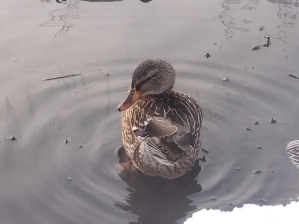 Ducks on the lake formed by a healing spring on the territory of — Stock Photo, Image