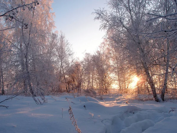 Winter Siberische woud, Omsk regio — Stockfoto