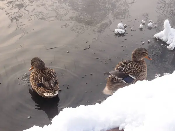 Patos en el lago formado por un manantial curativo en el territorio de — Foto de Stock