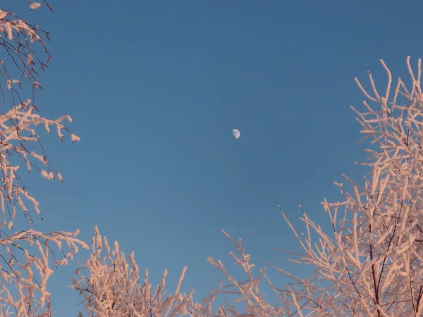 Mit Schnee bedeckte Pflanzen, Gebiet Omsk, Russland — Stockfoto