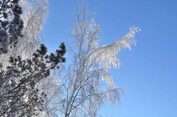 Mit Schnee bedeckte Pflanzen, Gebiet Omsk, Russland — Stockfoto