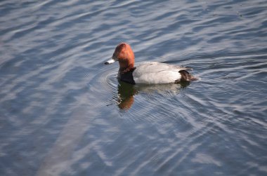 O şehrindeki Doğal Park Kuş Limanı 'nda kızıl saçlı ördek.