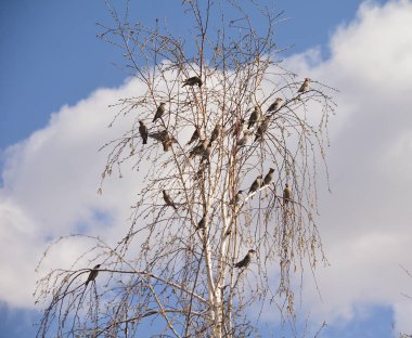 Kuş İpekkuyruk Bülteni bahar geliyor
