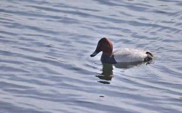 Pato Pelirrojo en el Parque Natural Bird Harbor en la ciudad de O —  Fotos de Stock