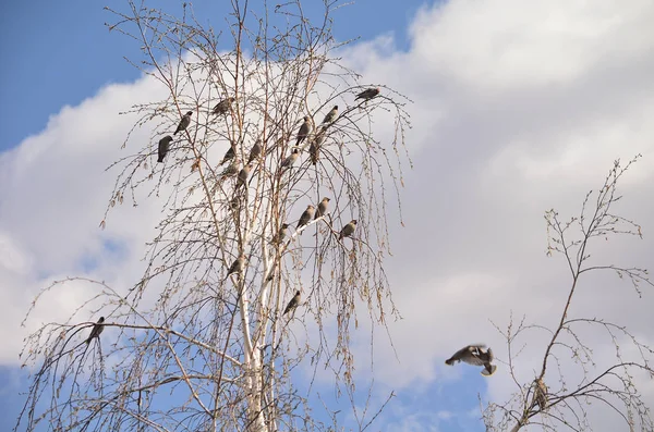 새 waxwing 게시판 봄이 오고 있다 — 스톡 사진