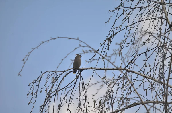 Kuş İpekkuyruk Bülteni bahar geliyor — Stok fotoğraf