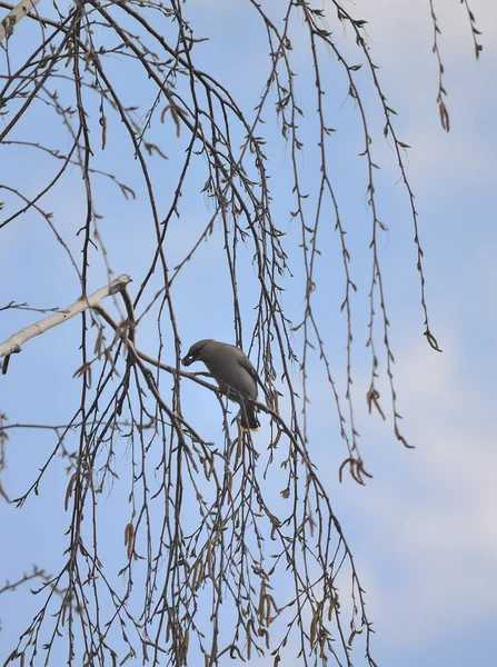 Se acerca la primavera del boletín de cera para pájaros — Foto de Stock