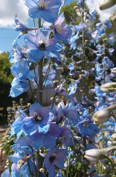 Piękny kwiat delphinium — Zdjęcie stockowe