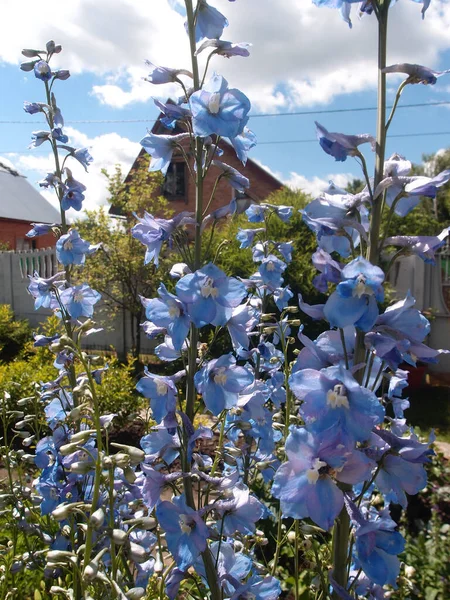 Piękny kwiat delphinium — Zdjęcie stockowe