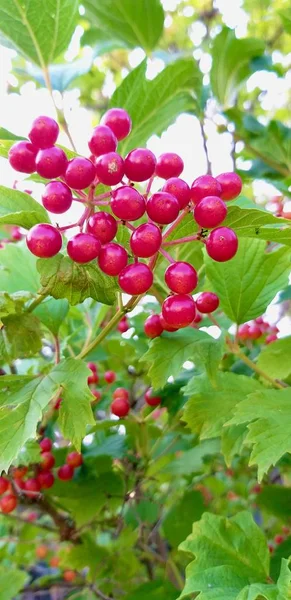Viburnum branch with red berries and green leaves — 스톡 사진