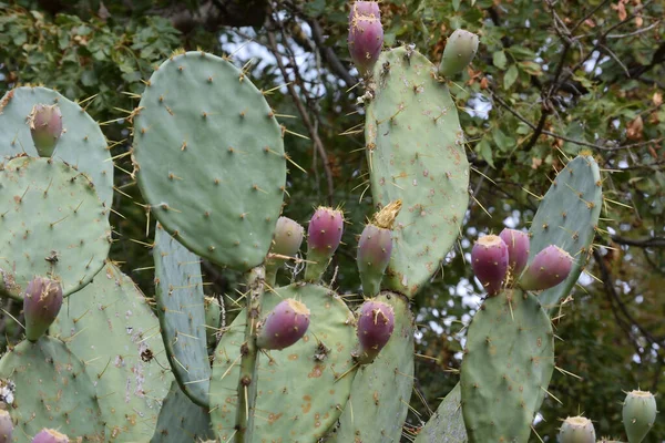 Cactus - Opuntia bergeriana, Crimea, Alushta — Stock Photo, Image