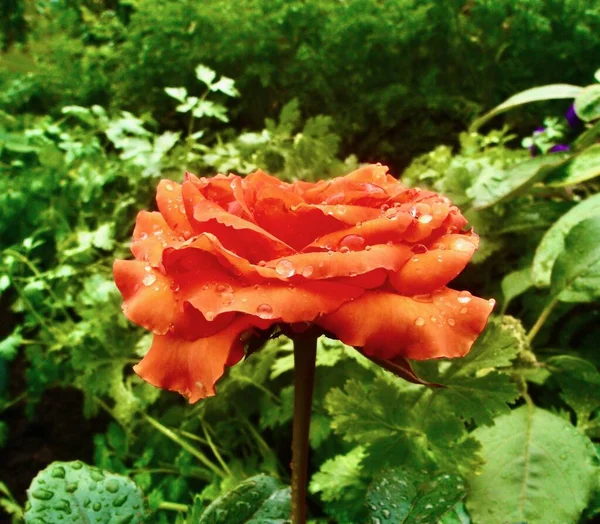 Vacker ros med kronblad täckt med regndroppar på bakgrunden av grönska i trädgården — Stockfoto
