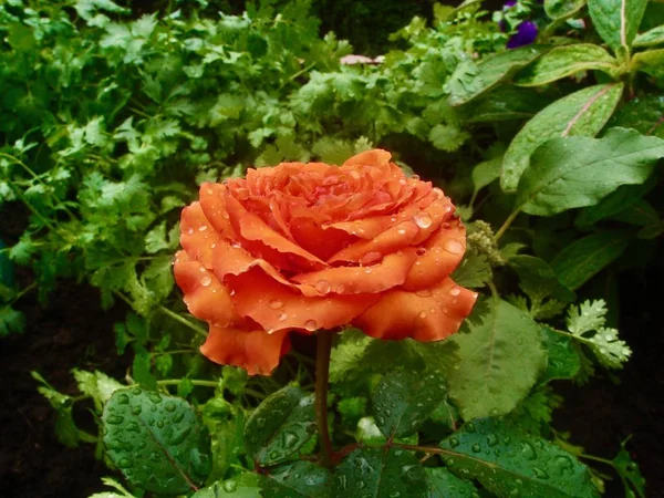 Vacker ros med kronblad täckt med regndroppar på bakgrunden av grönska i trädgården — Stockfoto