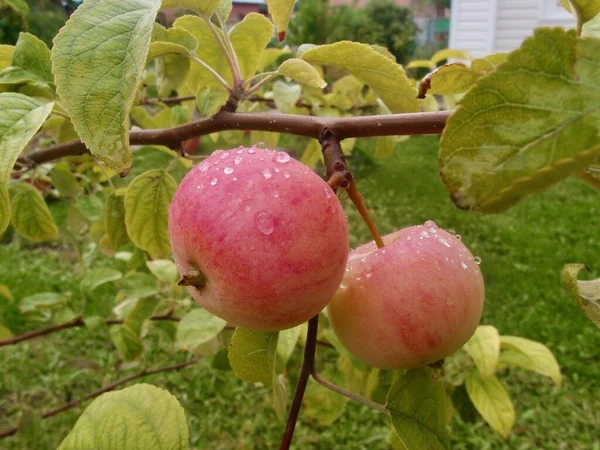 Manzanas en una rama cubierta de gotas de lluvia — Foto de Stock