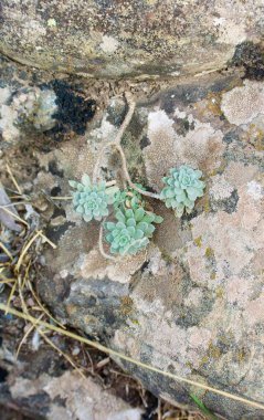 Kırım dağlarında sulak bir bitki.