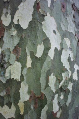 Beautiful coloring of the bark of the sycamore tree in Sochi