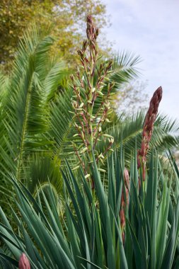 Blooming Yucca tree in the park of the city of Sochi