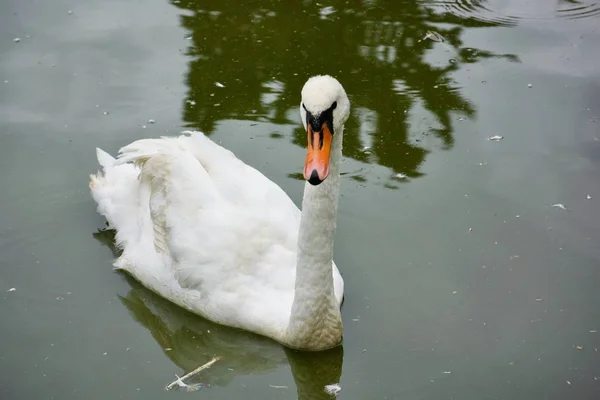 A pond with waterfowl in the zoo of the city of Alushta Crimea — Stock Photo, Image