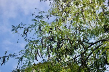 Kuru kabuklu beyaz akasya ağacı dalları