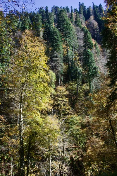 Utsikt över höstskogen i Mendelich Falls Park. Sotji Ryssland — Stockfoto